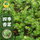 Fengming Yashi four-season coriander seeds, large and small leaf vegetable seeds, new and old varieties of coriander seeds, four-season coriander seeds 10g