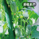 Fengming Yashi thumb watermelon seeds 5 mini vegetable and fruit seeds seedlings balcony four seasons potted organic melon and fruit larvae