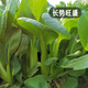 Fengming Yashi Miao vegetable seeds 10g four-season vegetable seeds balcony potted field planting farm seeds