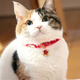 Huanpet.com Cat Collar Cat Bell Dog Pet Young Medium Cat Dog Collar Necklace Decoration Supplies Red