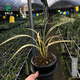 Wengyuan Orchid Jianlan Hetianxia Yehua Double Art Lotus-shaped Plain Heart Ceiling High-grade Xiangyi Precious Resource Grass Hetianxia 3 Seedlings Large and Strong Seedlings Bloom in the Year