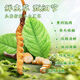 
[Tibet Straight Hair] Authentic First Fresh Cordyceps 2025 Selected High Altitude Fresh Cordyceps SF Cold Chain 0.5-0.6g/root 100 Roots