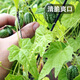 Fengming Yashi thumb watermelon seeds 5 mini vegetable and fruit seeds seedlings balcony four seasons potted organic melon and fruit larvae