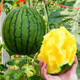 Dayu Yellow Heart Watermelon Seeds, Early Maturity, Yellow Skin, Red Flesh, Yellow Flesh, Special Xiaofeng Watermelon Seeds, Southern Fruit, Annie Oval Yellow Flesh Watermelon Seeds, 100 capsules