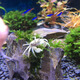 Zeyu berühmtes Haustier, Tamsui General Crabs, Krabben, 6 Generalkrabben, 4 Live