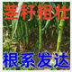 
New species, double-national review, Beijing Agricultural Sciences, 728 early maturity, high temperature, dense and dense high yield, corn species, short rod, red shaft corn seeds, Beijing Agricultural Sciences, 728 corn species [4500 grains] 1 bag