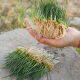 Shouhe Cat grass seed seedlings Soil cultivation Hydroponic cat snack seeds Weiyu Zhongshou cat grass (wheat grass) seed 1050g