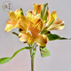Yue Colorful Imperial Flower Princess Flower Amaryllis Flower Express Yunnan Base Straight Hair Hydroponic Fresh Cut Flowers for Girlfriends and Best Friends Narcissus Lily (Alstroemeria) 9-10 Branches