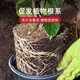 Huameinuo Nutrient Soil is a special universal vegetable potting soil for flower cultivation. Planting soil, flower soil, succulent soil fertilizer, household genuine formula nutrient soil 10Jin Jin is equal to 0.5kg (nourishes roots and promotes flowers)