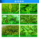 沪联植保 757草甘膦铵盐 68%草甘磷草甘膦可溶粒剂农药 非耕地荒地路旁除杂草烂根不伤土壤除草剂 50克/袋*15袋