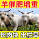 Sheep fattening, fattening, weight gain, growth promotion, fattening, feed additive, chicken, duck, goose, cattle and sheep premix, poultry and veterinary use, 5 packs, buy 3, get 2 free, gluttony, sleepiness, growth