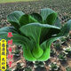 Black big-headed short-footed Suzhou green fresh green stem vegetables and leafy vegetables, soft and glutinous sweet cabbage, sowing vegetables all year round. Selected black big-headed Suzhou green seeds 6000 capsules