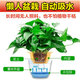 Shuangmeng Green Radish Potted Plants Formaldehyde Removal Flowers and Green Plants Office New House Air Purification 180 Styles Fu Character 4 Pots Straight from the Source
