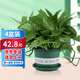 Shuangmeng green radish potted formaldehyde-removing flowers and green plants office new house air purification 180 trays 4 pots straight from the source