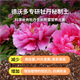 Devodoro peony special nutrient soil 15L gardening green plant potted flower soil organic flower organic planting flower fertilizer soil