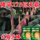 New species Longping 275 high-yielding corn seeds, double stick twin king, drought and waterlogging tolerance, lodging resistance and rust resistance New species Longping 275 Big Mac twins, about 4239 grains, 1 bag, original national approval