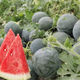 Watermelon with super sweet skin, thin flesh, early maturity, disease resistance, black skin, large watermelon fruit seeds, 3 packs of watermelon (Song Fertilizer)
