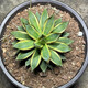 
Agave Taki Lei Succulent potted plants indoor and outdoor office garden flowers landscape green plants sandy plants Taki Lei Lei Agave 10-12