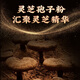 雷允上 破壁灵芝孢子粉正品保证蓝帽认证增强免疫力恢复元气健康身体 破壁灵芝孢子粉 礼盒装 100克 25克*4
