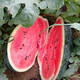 Long-cultivation, early-maturing Golden Beauty Watermelon Seeds, Southern Spring Four Seasons, Yellow-skinned, Red-Fleshed Watermelon Seeds, Balcony Potted Fruit Seeds, Large Fruit Black Beauty Watermelon 300 capsules/Hybrid Large Fruit