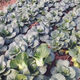 Black big-headed short-footed Suzhou green fresh green stem vegetables and leafy vegetables, soft and glutinous sweet cabbage, sowing vegetables all year round. Selected black big-headed Suzhou green seeds 6000 capsules