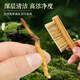 藏汐堂【2025年头茬鲜草】新鲜冬虫夏草 头期鲜虫草 滋补营养品 0.6克/根 100根装