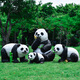 Yi Mingyuan outdoor large cartoon panda ornaments simulation animal park community sculpture landscape kindergarten floor decoration combination three