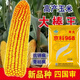 New species Fengda Jingke 968 corn seed, high yield, drought resistant, short stem, disease resistant, big stick resistant to lodging, Academy of Agricultural Sciences variety, new species Shikoku Shenjingke 968 4000 grains, 5 bags