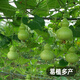 Fengming Yashi Xiaoya gourd seeds treasure gourd climbing vines ornamental vegetables melon and fruit seeds gold-inch small gourd seeds 20 capsules