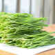 Shouhe Cat grass seed seedlings Soil cultivation Hydroponic cat snack seeds Weiyu Zhongshou cat grass (wheat grass) seed 1050g