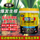 Huaneng Explosive Root Vegetable and Fruit Tree Fertilization Powerful Rooting and Seedling Water-soluble Fertilizer Barrel Explosive Root Root Multi-rooting Agent Explosive Root 999 20kg*1 barrel