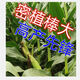 
New species, double-national review, Beijing Agricultural Sciences, 728 early maturity, high temperature, dense and dense high yield, corn species, short rod, red shaft corn seeds, Beijing Agricultural Sciences, 728 corn species [4500 grains] 1 bag