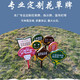 Zhongnuo Jiucheng Care for Flowers and Grass Signs, Lawn Warning Signs, Park Greening Signs, A03 Flower and Grass Signs