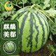 Fengming Yashi Kirin Meidu watermelon seeds with thin skin, crack-resistant and few seeds, super sweet and crispy Kirin Meidu watermelon seeds 50 capsules