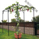 Grape rack stainless steel vine flower rack outdoor kiwi garden bracket gourd climbing rack support plant vine rack fixing SN9928 large length 1.8 meters * width 1.2 meters * height 2.2 meters (total height) Extra large