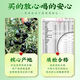 Jiangjie Health Tea Black Wolfberry Streng ausgewählte nahrhafte Tee Tops Nord- und Süd -Trockenwaren Qinghai Original Black Wolfberry 125g/Box