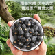 Zhongning Wolfberry, Black Wolfberry Fruit 250G*2 банки, подарки Цинхай Кайдам, подарки старейшин и родители, подарки фестиваля лодок -драконов