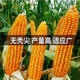 National-approved new species Denghai 605 corn seeds, double national-approved short-stem, high-yielding, red-shaft, large-cob corn seeds, national-approved quality Denghai 605, one bag, 4,000 grains, 1 mu of land