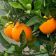 Auténtica Ehime No. 38 Jelly Orange Naranja fresca Fruta de temporada al por mayor Caja completa Caja de regalo de naranja para embarazo de temporada Fruta mediana grande 60-65 mm Fresca y jugosa 9Jin Jin equivale a 0,5 kg (JD Express)