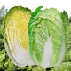 Xinning Chinese cabbage seeds, sowing egg yolk Chinese cabbage seeds in all seasons, Chinese cabbage farmyard vegetable seeds, purple cabbage seeds, 1 pack