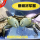 Zeyu berühmtes Haustier, Tamsui General Crabs, Krabben, 6 Generalkrabben, 4 Live