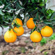 Moisturize the taste and come to Sichuan Wuzhihuo Chou Orange Fresh Seasonal Fruit Gift Box Big Fruit Chou Orange Eight Strange Orange Rake Orange Rake 6Jin[Jin equals 0.5 kg] Gift Box Pack