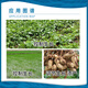 Jianpai Jianpai 15% paclobutrazol rice seedling field rapeseed control growth peanut growth regulator 200g