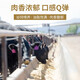 Niu Benjia Australia Импорт Wagyu M6/7 Снек -стейк Оригинальный стейк Стейк -стейк Детский свежий говяжий барбекю ингредиенты CSX688