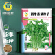 Fengming Yashi four-season coriander seeds, large and small leaf vegetable seeds, new and old varieties of coriander seeds, four-season coriander seeds 10g