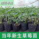 Strawberry seedlings shipped from original soil, blooming and big fruit, cream strawberry seedlings for four seasons, wholesale fruit plug seedlings for the current year, 12 red strawberries, shipped from original soil + fertilizer