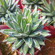 Serie de nieve familiar de Agave, brocado de corona auspicioso cinco colores y otras plantas suculentas Garden Plants Maikele Long lei 10cm