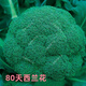 Broccoli seeds broccoli seeds loose cauliflower seeds cauliflower green cauliflower seeds four seasons vegetables original purple cauliflower seeds 1 bag (about 100 pieces