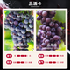Arctic Elephant [Brand Gold Award] French imported red wine full box 14% dry red wine 750ml*6 bottles gift box