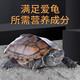 Guizhenshou Chinese tortoise special food 300g turtle food high protein, easy to absorb and strong palatability
